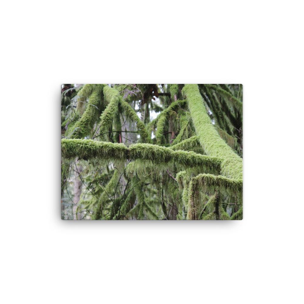 Pristine North West Moss Covered Trees - Galactic Budz