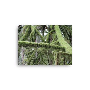 Pristine North West Moss Covered Trees - Galactic Budz