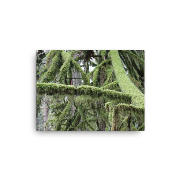 Pristine North West Moss Covered Trees - Galactic Budz