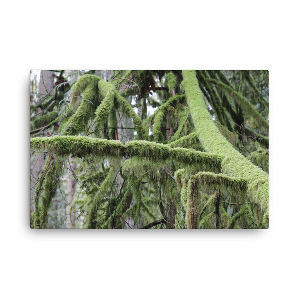 Pristine North West Moss Covered Trees - Galactic Budz
