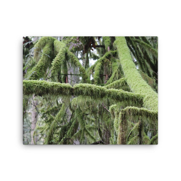 Pristine North West Moss Covered Trees - Galactic Budz