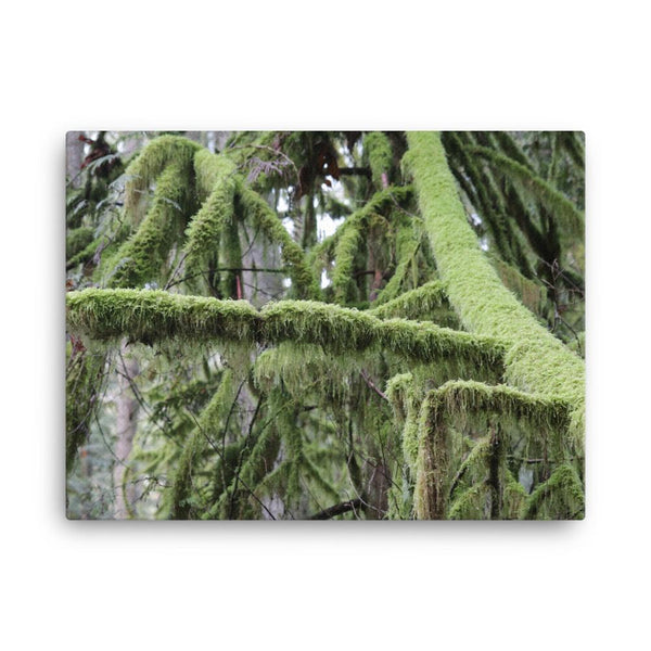 Pristine North West Moss Covered Trees - Galactic Budz