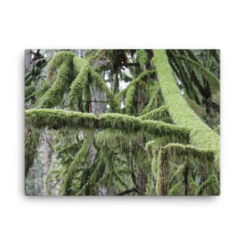 Pristine North West Moss Covered Trees - Galactic Budz