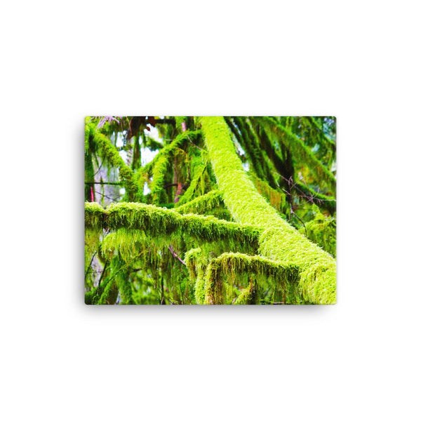 Saturated PNW Moss Canvas Print - Galactic Budz