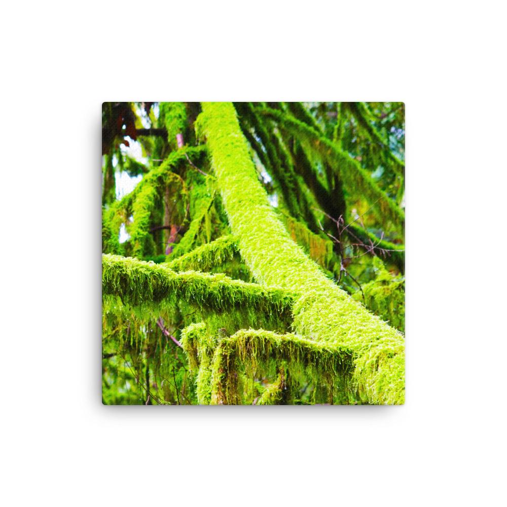 Saturated PNW Moss Canvas Print - Galactic Budz