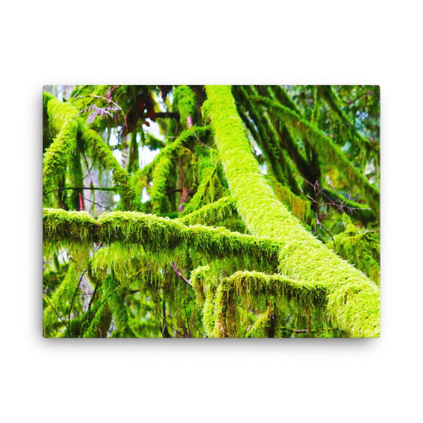 Saturated PNW Moss Canvas Print - Galactic Budz